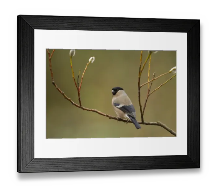 Framed Print : Eurasian Bullfinch (Pyrrhula pyrrhula) adult female, perched on twig with catkins, Sheffield, South Yorkshire, England, april Framed Print : Eurasian Bullfinch (Pyrrhula pyrrhula) adult female, perched on twig with catkins, Sheffield, South Yorkshire, England, april