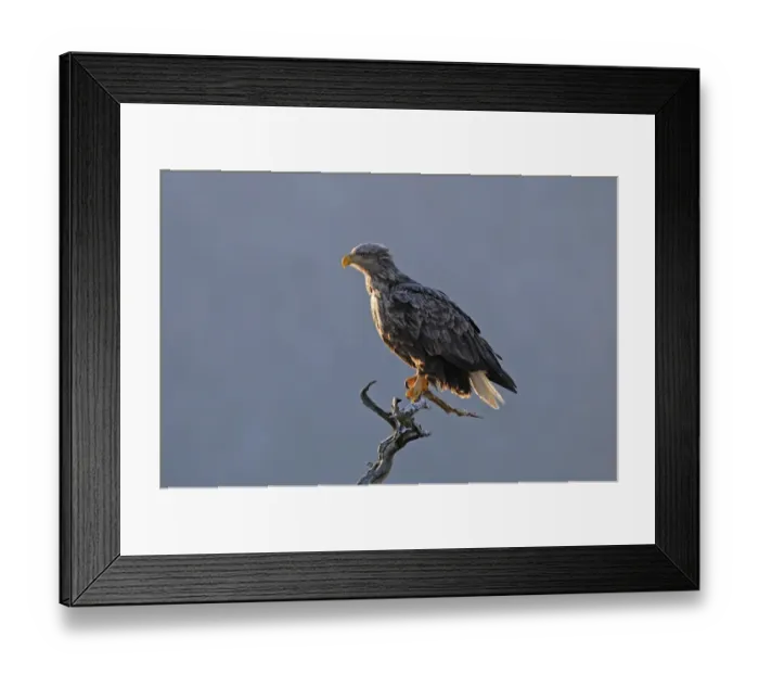 Framed Print : White-tailed Eagle (Haliaeetus albicilla) adult, perched on dead tree, Norway, february Framed Print : White-tailed Eagle (Haliaeetus albicilla) adult, perched on dead tree, Norway, february