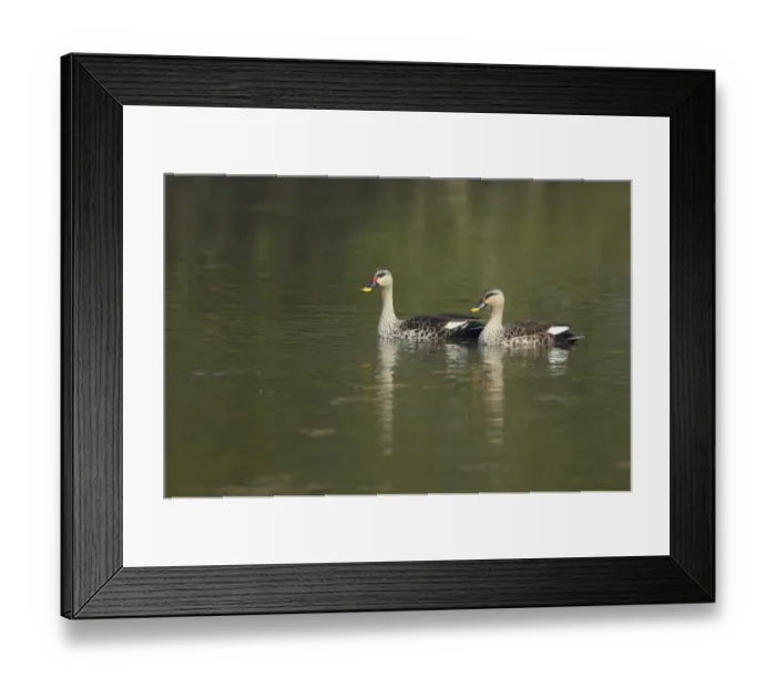Framed Print : Spot-billed Duck (Anas poecilorhyncha poecilorhyncha) two adult males, swimming, Keoladeo Ghana N. P. (Bharatpur), Rajasthan, India Framed Print : Spot-billed Duck (Anas poecilorhyncha poecilorhyncha) two adult males, swimming, Keoladeo Ghana N. P. (Bharatpur), Rajasthan, India