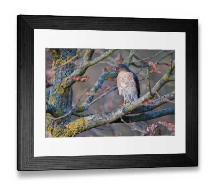 Framed Print : Eurasian Sparrowhawk (Accipiter nisus) adult male, with wet plumage after bathing, perched on branch in oak woodland, Norfolk, England, december Framed Print : Eurasian Sparrowhawk (Accipiter nisus) adult male, with wet plumage after bathing, perched on branch in oak woodland, Norfolk, England, december