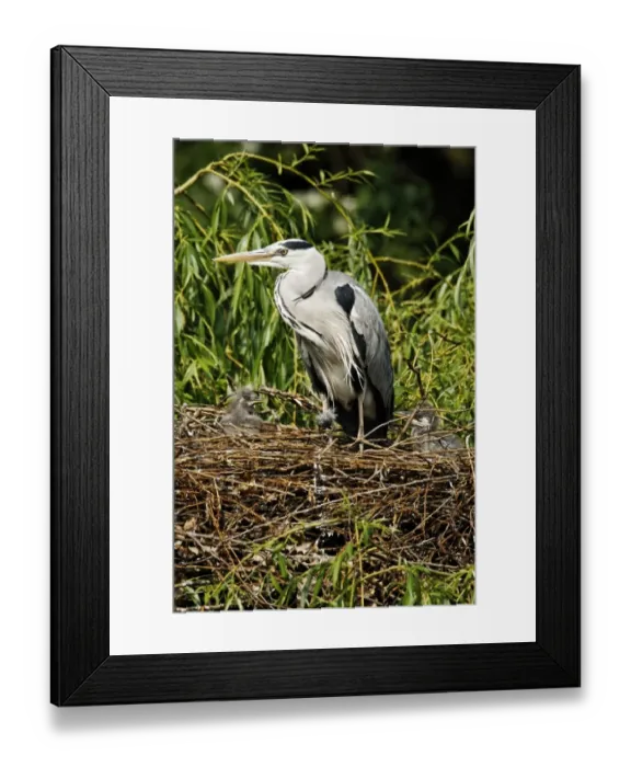 Framed Print : Grey Heron (Ardea cinerea) adult with chicks, at nest in tree, Midlands, England, april Framed Print : Grey Heron (Ardea cinerea) adult with chicks, at nest in tree, Midlands, England, april
