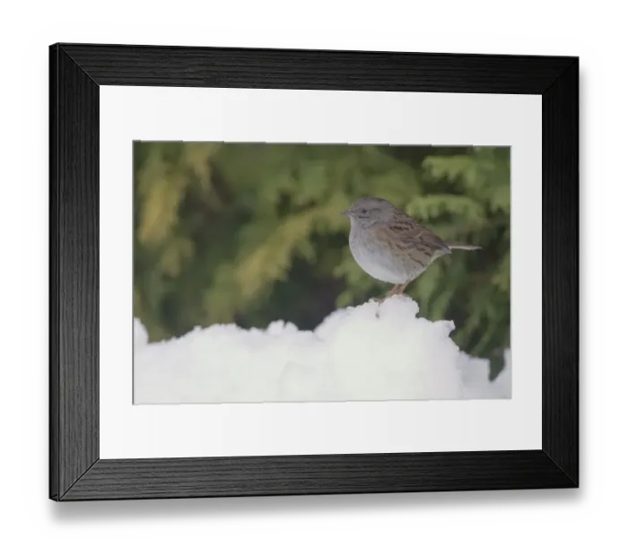 Framed Print : Dunnock (Prunella modularis) adult, standing in snow covered garden, Chirnside, Berwickshire, Scotland, december Framed Print : Dunnock (Prunella modularis) adult, standing in snow covered garden, Chirnside, Berwickshire, Scotland, december