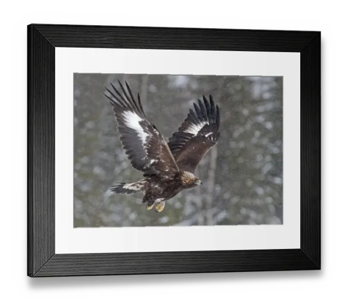 Framed Print : Golden Eagle (Aquila chrysaetos) immature, first winter plumage, in flight during snowfall, Finland, february Framed Print : Golden Eagle (Aquila chrysaetos) immature, first winter plumage, in flight during snowfall, Finland, february