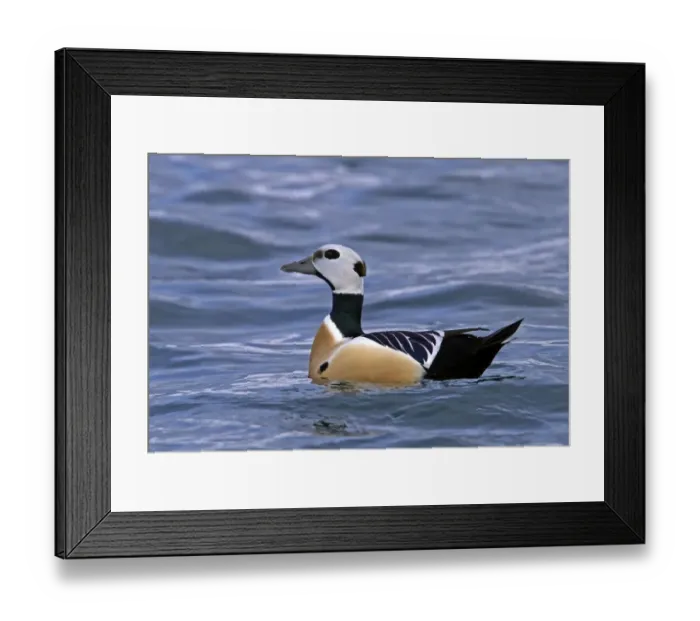 Framed Print : Steller's Eider (Polysticta stelleri) adult male, swimming at sea, Varanger, Northern Norway, march Framed Print : Steller's Eider (Polysticta stelleri) adult male, swimming at sea, Varanger, Northern Norway, march