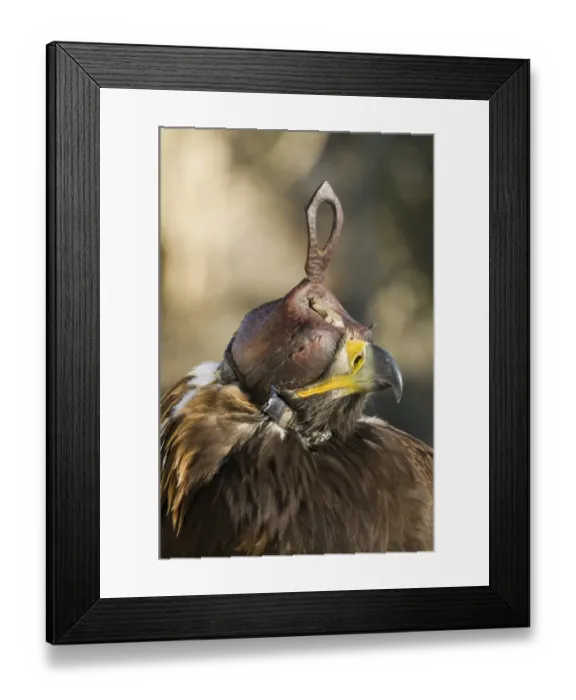 Framed Print : Golden Eagle (Aquila chrysaetos) adult, close-up of hooded head, Kazakh hunters captive bird, Altai Mountains, Bayan-Ulgii, Western Mongolia, october Framed Print : Golden Eagle (Aquila chrysaetos) adult, close-up of hooded head, Kazakh hunters captive bird, Altai Mountains, Bayan-Ulgii, Western Mongolia, october