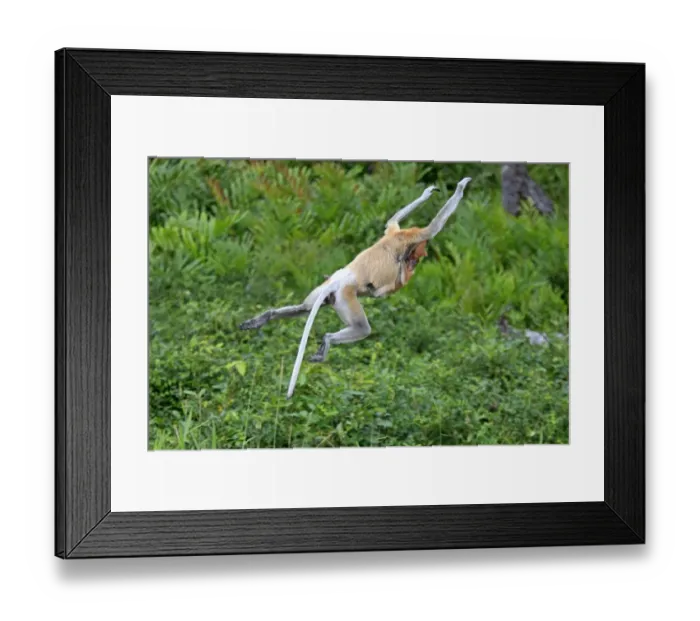 Framed Print : Proboscis Monkey (Nasalis larvatus) adult female with young clinging to chest, jumping, Labuk Bay, Sabah, Borneo, Malaysia Framed Print : Proboscis Monkey (Nasalis larvatus) adult female with young clinging to chest, jumping, Labuk Bay, Sabah, Borneo, Malaysia