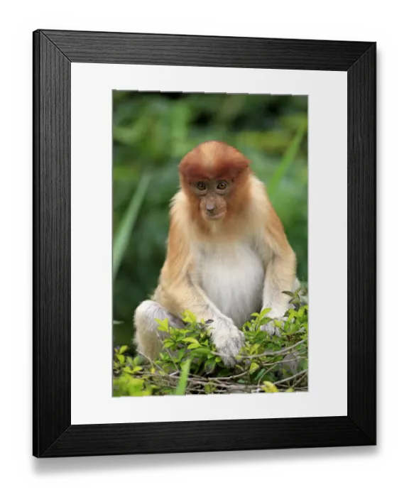 Framed Print : Proboscis Monkey (Nasalis larvatus) young, feeding on leaves, Labuk Bay, Sabah, Borneo, Malaysia Framed Print : Proboscis Monkey (Nasalis larvatus) young, feeding on leaves, Labuk Bay, Sabah, Borneo, Malaysia