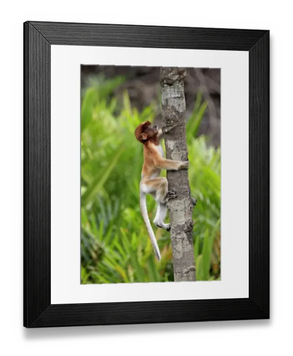 Framed Print : Proboscis Monkey (Nasalis larvatus) young, climbing tree trunk, Labuk Bay, Sabah, Borneo, Malaysia Framed Print : Proboscis Monkey (Nasalis larvatus) young, climbing tree trunk, Labuk Bay, Sabah, Borneo, Malaysia