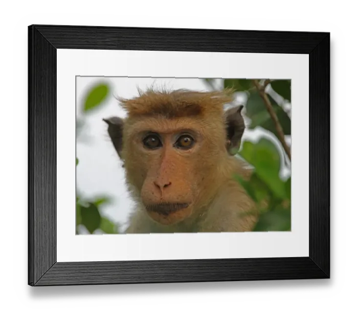 Framed Print : Toque Macaque (Macaca sinica) adult, close-up of head, Sri Lanka, december Framed Print : Toque Macaque (Macaca sinica) adult, close-up of head, Sri Lanka, december