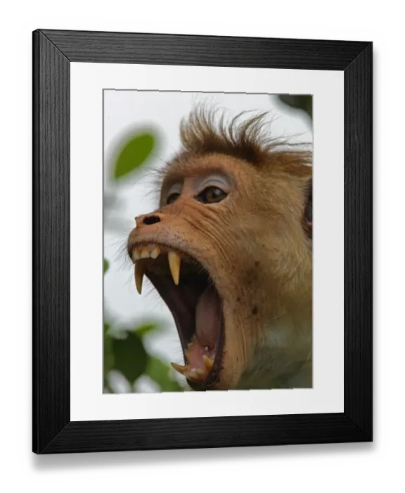 Framed Print : Toque Macaque (Macaca sinica) adult, yawning, close-up of head, Sri Lanka, december