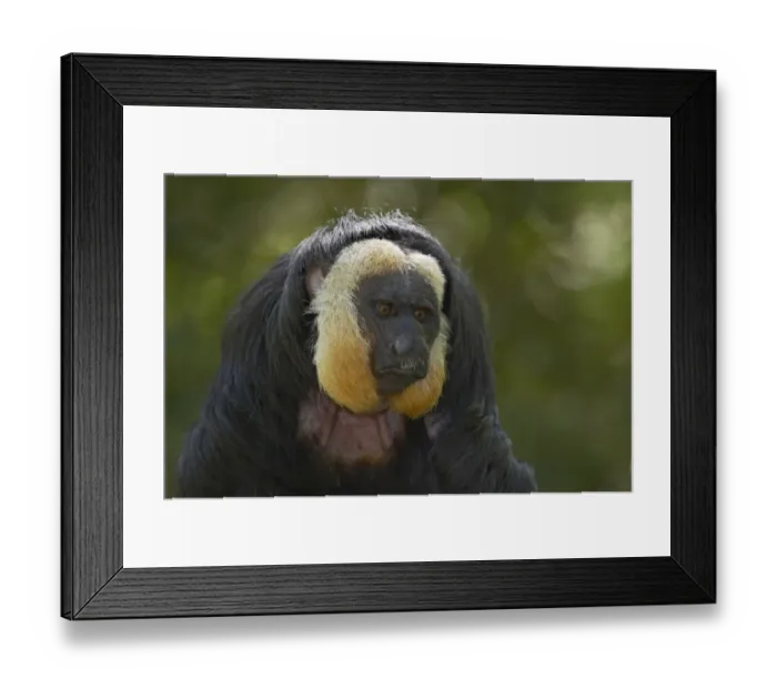 Framed Print : White-faced Saki (Pithecia pithecia) adult male, close-up of head, Apenheul (captive) Framed Print : White-faced Saki (Pithecia pithecia) adult male, close-up of head, Apenheul (captive)