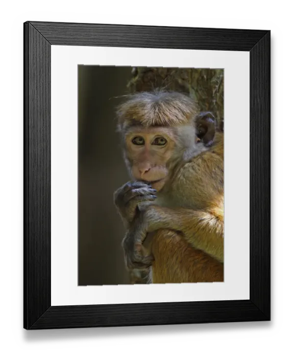 Framed Print : Toque Macaque (Macaca sinica) immature, close-up of head and paws, Sri Lanka, december Framed Print : Toque Macaque (Macaca sinica) immature, close-up of head and paws, Sri Lanka, december