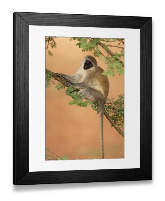 Framed Print : Vervet Monkey (Chlorocebus aethiops) adult, sitting in acacia tree, Ethiopia Framed Print : Vervet Monkey (Chlorocebus aethiops) adult, sitting in acacia tree, Ethiopia