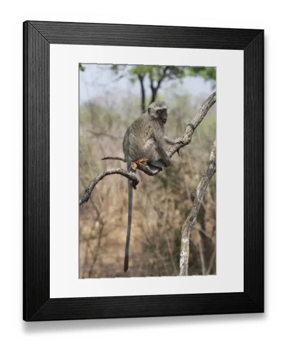 Framed Print : Black-faced Vervet Monkey (Chlorocebus aethiops) immature, sitting on branch, Zambia, october Framed Print : Black-faced Vervet Monkey (Chlorocebus aethiops) immature, sitting on branch, Zambia, october