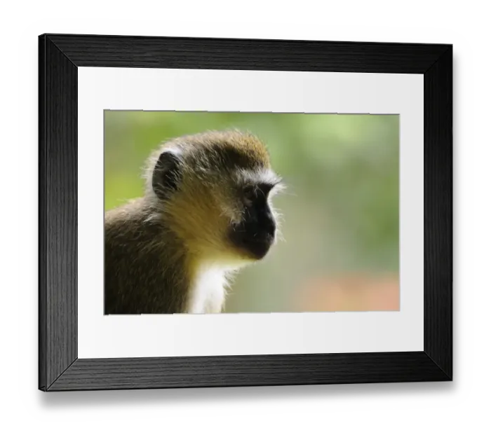 Framed Print : Vervet Monkey (Chlorocebus pygerythrus) adult, close-up of head, in montane rainforest, Nyungwe Forest N. P. Rwanda, december Framed Print : Vervet Monkey (Chlorocebus pygerythrus) adult, close-up of head, in montane rainforest, Nyungwe Forest N. P. Rwanda, december