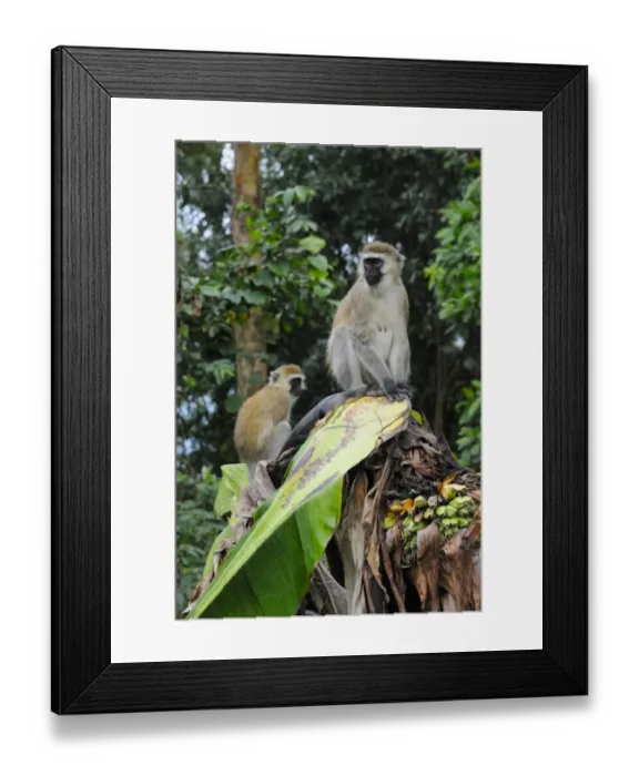 Framed Print : Vervet Monkey (Chlorocebus pygerythrus) adult female with young, sitting on banana plant, in farmland at edge of Nyungwe Forest N. P. Rwanda, december