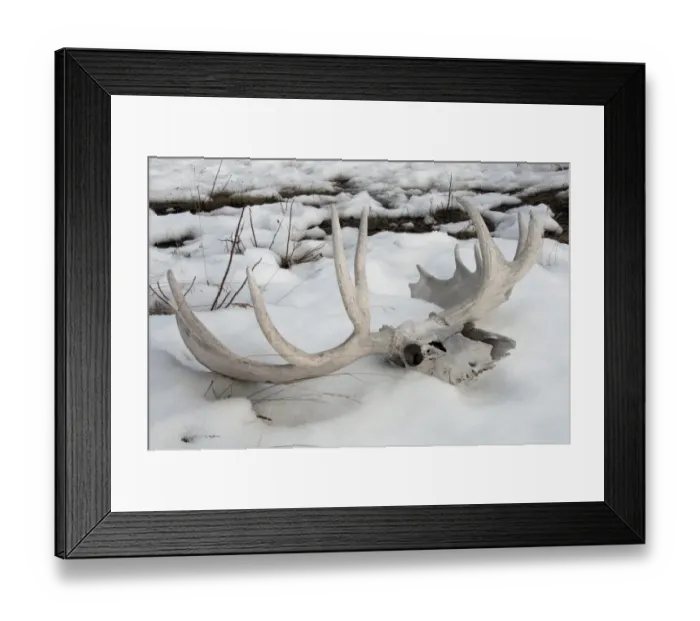 Framed Print : American Moose (Alces alces americana) skull and antlers on melting snow, Yukon, Canada, april Framed Print : American Moose (Alces alces americana) skull and antlers on melting snow, Yukon, Canada, april
