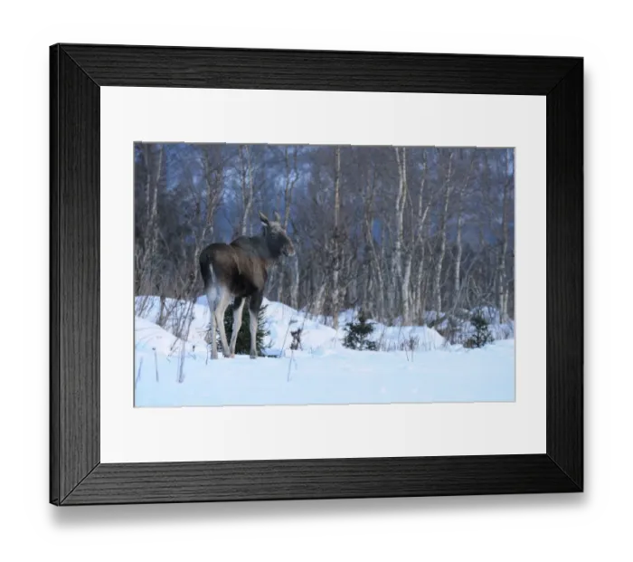 Framed Print : European Moose (Alces alces alces) adult, standing on snow at edge of birch forest habitat, Norway, february Framed Print : European Moose (Alces alces alces) adult, standing on snow at edge of birch forest habitat, Norway, february