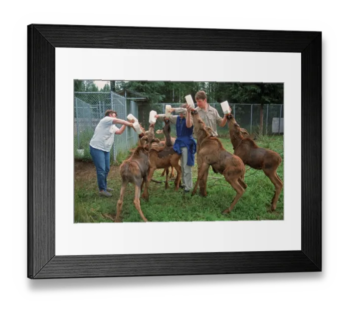 Framed Print : American Moose (Alces alces americana) six calves, feeding, being bottle fed milk by zookeepers, Alaska Zoo, Alaska, U. S. A Framed Print : American Moose (Alces alces americana) six calves, feeding, being bottle fed milk by zookeepers, Alaska Zoo, Alaska, U. S. A