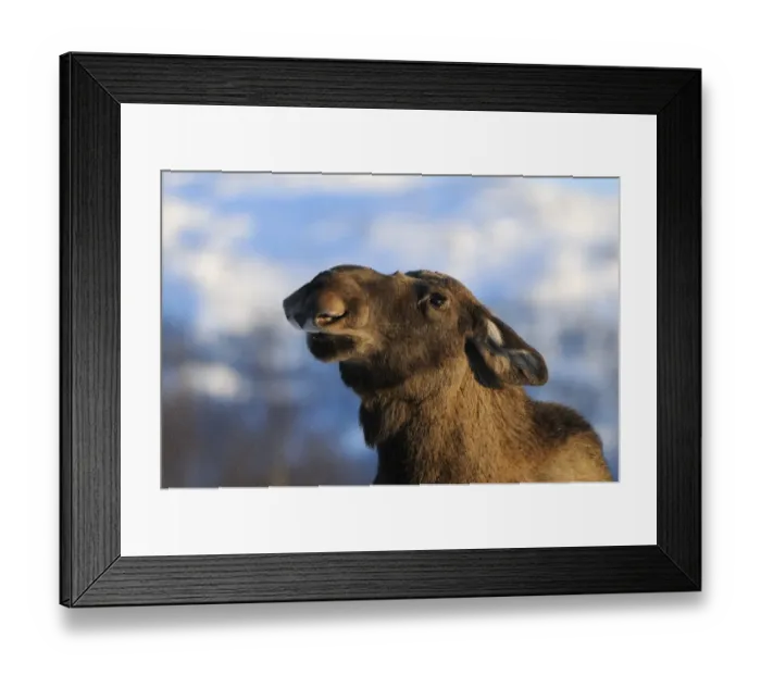 Framed Print : European Moose (Alces alces alces) adult, close-up of head, Norway, february Framed Print : European Moose (Alces alces alces) adult, close-up of head, Norway, february