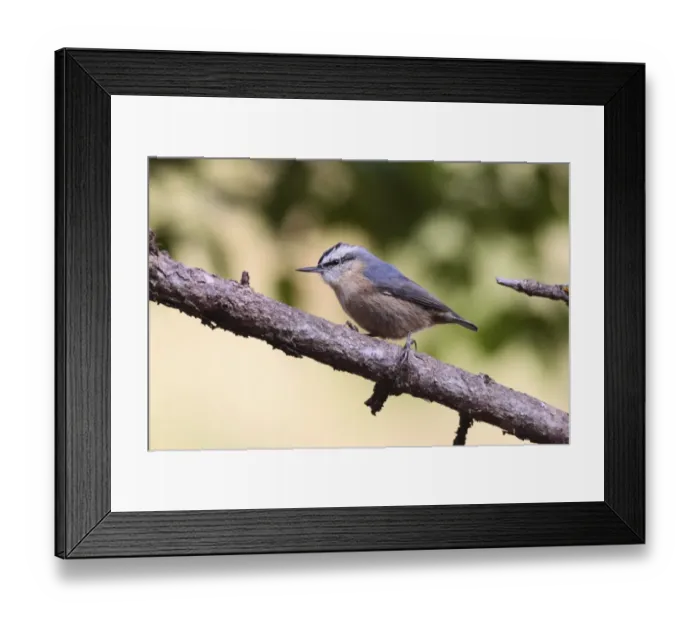 Framed Print : Snowy-browed Nuthatch (Sitta villosa) adult, perched on conifer branch, Qinghai Province, China, august
