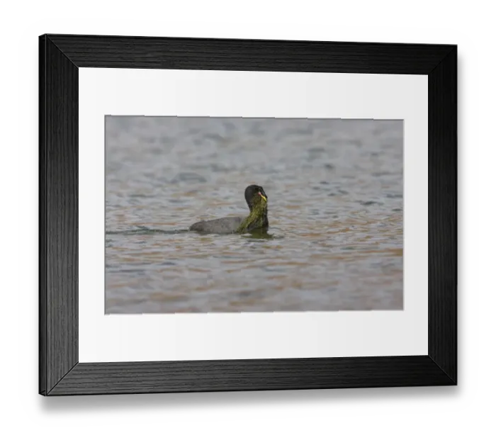 Framed Print : Horned Coot (Fulica cornuta) adult, swimming, with nesting material in beak, Lagunilla, Jujuy, Argentina, july