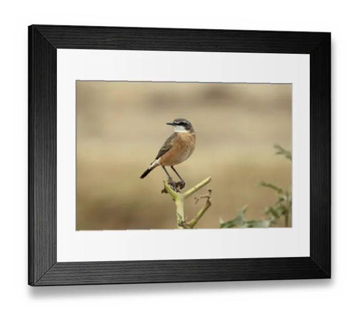 Framed Print : Red-breasted Wheatear (Oenanthe bottae) adult, perched on stem, Bale Mountains, Oromia, Ethiopia Framed Print : Red-breasted Wheatear (Oenanthe bottae) adult, perched on stem, Bale Mountains, Oromia, Ethiopia