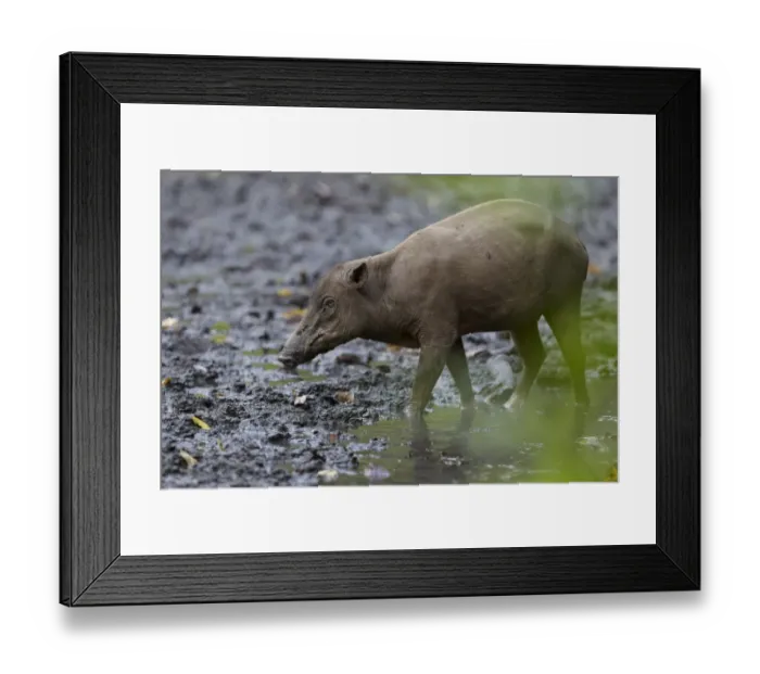 Framed Print : North Sulawesi Babirusa (Babyrousa celebensis) adult female, walking in mud at salt lick, Nantu Reserve, Sulawesi, Indonesia Framed Print : North Sulawesi Babirusa (Babyrousa celebensis) adult female, walking in mud at salt lick, Nantu Reserve, Sulawesi, Indonesia