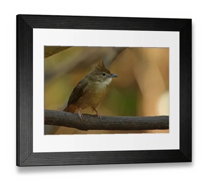 Framed Print : Ochraceous Bulbul (Alophoixus ochraceus sacculatus) adult, perched on branch, Kaeng Krachan N. P. Thailand, february Framed Print : Ochraceous Bulbul (Alophoixus ochraceus sacculatus) adult, perched on branch, Kaeng Krachan N. P. Thailand, february