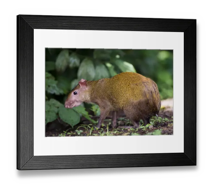 Framed Print : Central American Agouti (Dasyprocta punctata) adult, standing in lowland rainforest, Soberiana N. P. Panama Framed Print : Central American Agouti (Dasyprocta punctata) adult, standing in lowland rainforest, Soberiana N. P. Panama