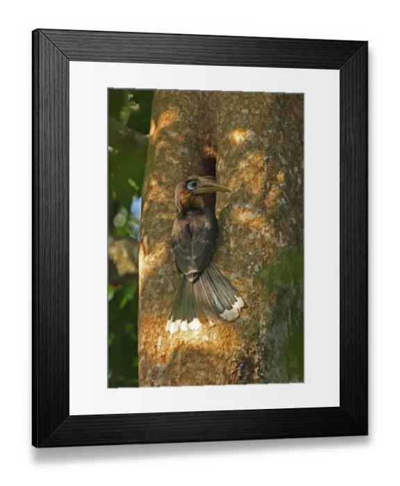 Framed Print : Tickell's Brown Hornbill (Anorrhinus tickelli) adult male, visiting nesthole in tree trunk, Kaeng Krachan N. P. Thailand, february Framed Print : Tickell's Brown Hornbill (Anorrhinus tickelli) adult male, visiting nesthole in tree trunk, Kaeng Krachan N. P. Thailand, february