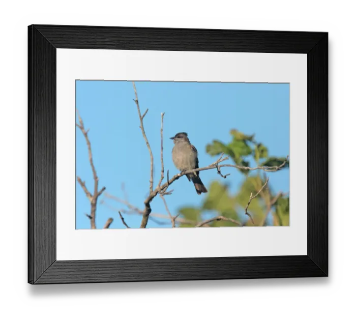 Framed Print : Crowned Slaty Flycatcher (Griseotyrannus aurantioatrocristatus) adult, perched on twig, Colonia Carlos Pellegrini, Corrientes, Argentina, november