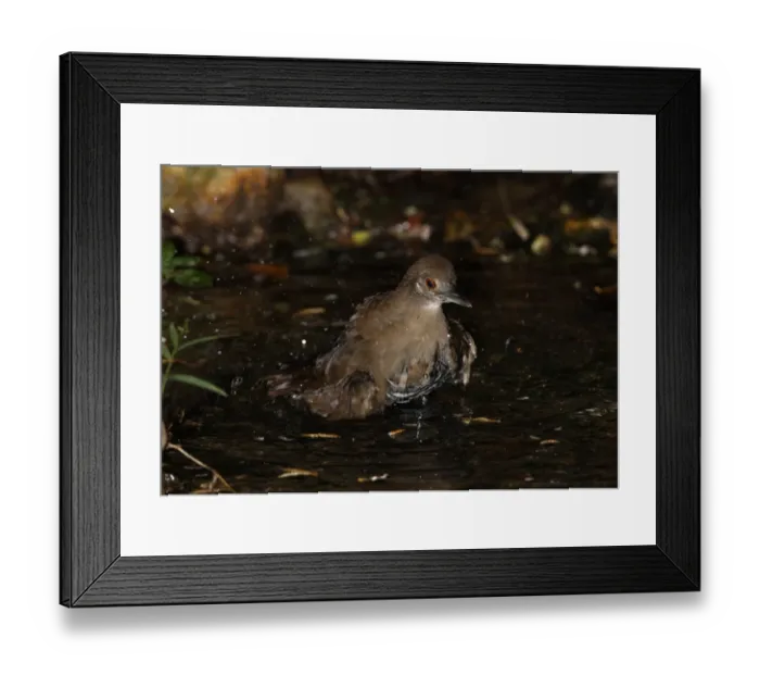 Framed Print : Slaty-legged Crake (Rallina eurizonoides telmatophila) immature, bathing in forest pool, Kaeng Krachan N. P. Thailand, november