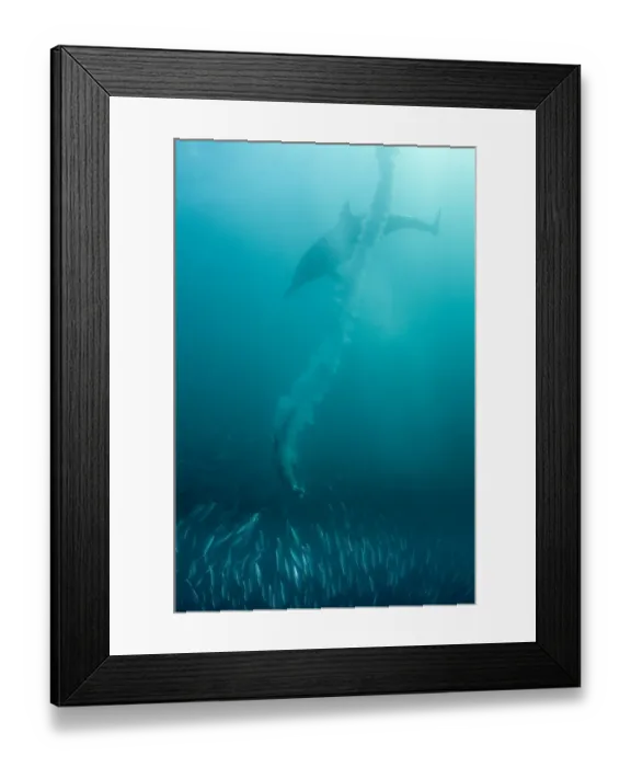 Framed Print : Cape Gannet (Morus capensis) and Long-beaked Common Dolphin (Delphinus capensis) adults, diving underwater and feeding on baitball school of small bait fish, offshore Port St Framed Print : Cape Gannet (Morus capensis) and Long-beaked Common Dolphin (Delphinus capensis) adults, diving underwater and feeding on baitball school of small bait fish, offshore Port St