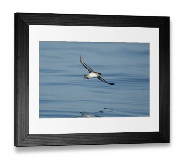 Framed Print : Balearic Shearwater (Puffinus mauretanicus) adult, in flight over sea, Algarve, Portugal, october Framed Print : Balearic Shearwater (Puffinus mauretanicus) adult, in flight over sea, Algarve, Portugal, october