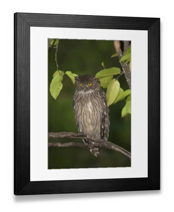 Framed Print : Brown Fish-owl (Ketupa zeylonensis) adult, perched on branch at night, Bandhavgarh N. P. Madhya Pradesh, India Framed Print : Brown Fish-owl (Ketupa zeylonensis) adult, perched on branch at night, Bandhavgarh N. P. Madhya Pradesh, India