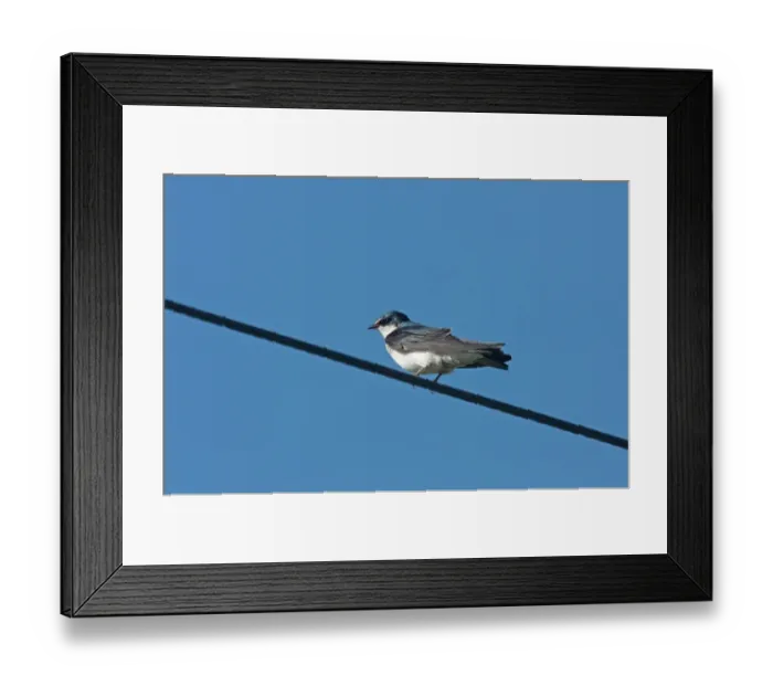 Framed Print : White-rumped Swallow (Tachycineta leucorrhoa) adult, perched on overhead wire, Haras del Sur, Buenos Aires Province, Argentina, october Framed Print : White-rumped Swallow (Tachycineta leucorrhoa) adult, perched on overhead wire, Haras del Sur, Buenos Aires Province, Argentina, october