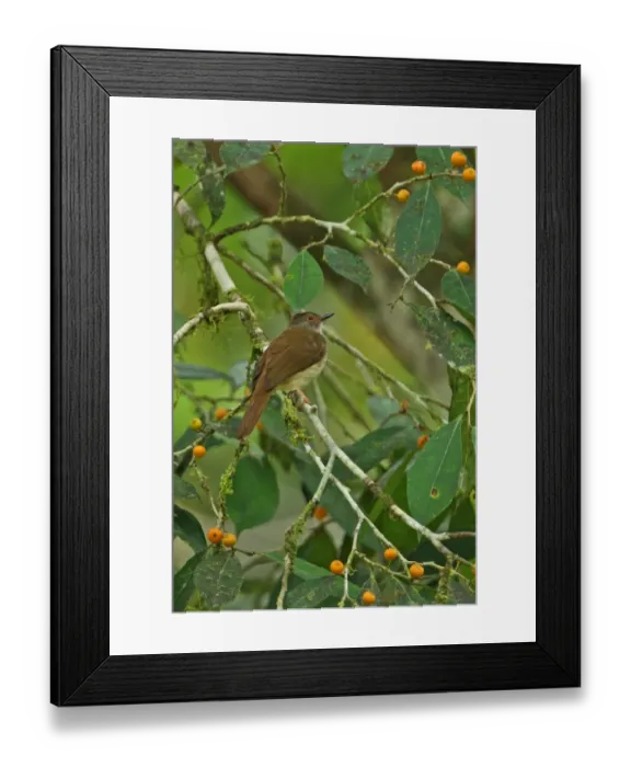 Framed Print : Spectacled Bulbul (Pycnonotus erythropthalmos) adult, perched on branch in fruiting tree, Krung Ching, Thailand, february Framed Print : Spectacled Bulbul (Pycnonotus erythropthalmos) adult, perched on branch in fruiting tree, Krung Ching, Thailand, february