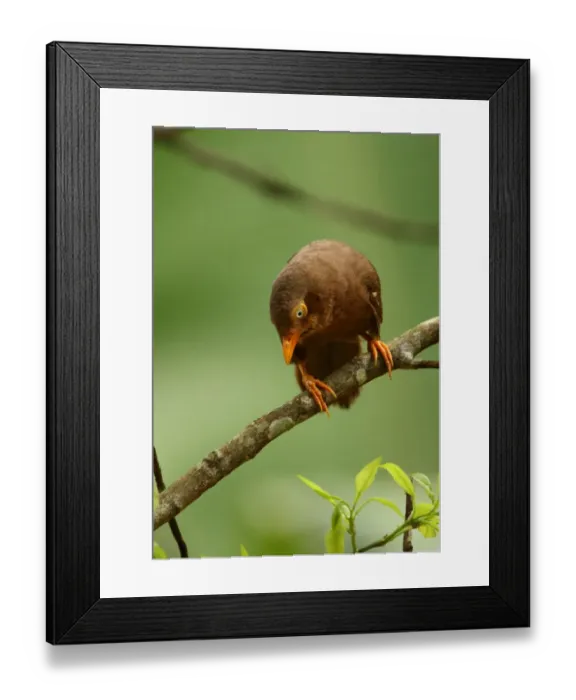 Framed Print : Orange-billed Babbler (Turdoides rufescens) adult, perched on branch, Kitulgala, Sri Lanka, december