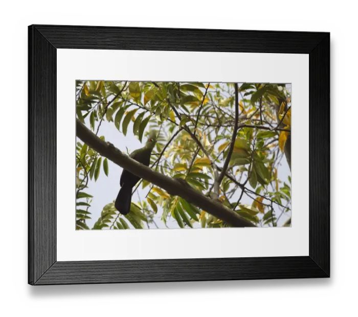 Framed Print : Guinea Turaco (Tauraco persa) adult, perched on branch in tree, Gambia, january Framed Print : Guinea Turaco (Tauraco persa) adult, perched on branch in tree, Gambia, january