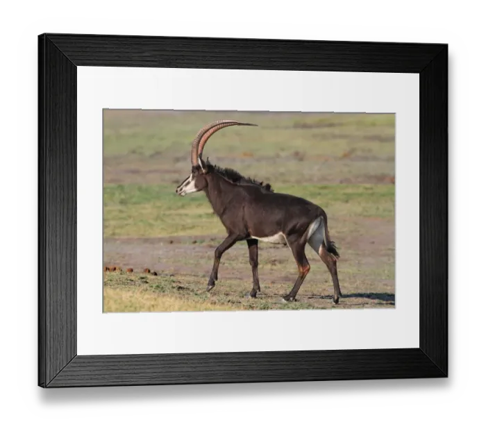 Framed Print : Sable Antelope (Hippotragus niger) adult male, walking on open ground, Chobe N. P. Botswana Framed Print : Sable Antelope (Hippotragus niger) adult male, walking on open ground, Chobe N. P. Botswana
