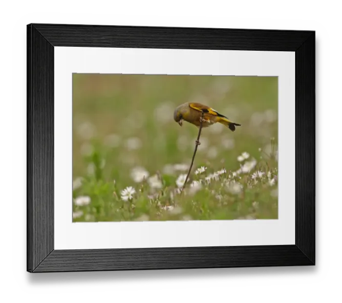 Framed Print : Oriental Greenfinch (Carduelis sinica ussuriensis) adult male, perched on stick amongst flowers, Beidaihe, Hebei, China, may Framed Print : Oriental Greenfinch (Carduelis sinica ussuriensis) adult male, perched on stick amongst flowers, Beidaihe, Hebei, China, may