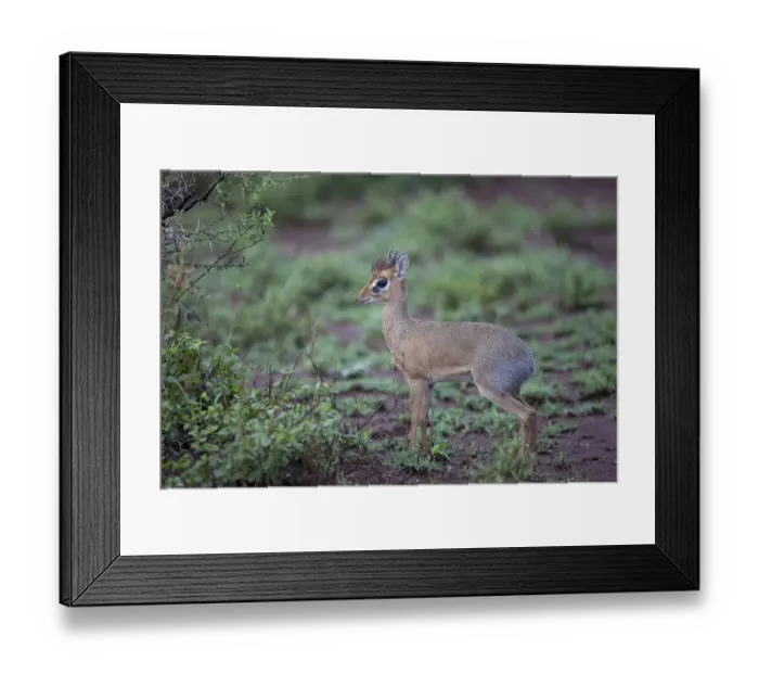 Framed Print : Kirk's Dik-dik (Madoqua kirkii) adult male, standing, Serengeti N. P. Tanzania, november Framed Print : Kirk's Dik-dik (Madoqua kirkii) adult male, standing, Serengeti N. P. Tanzania, november