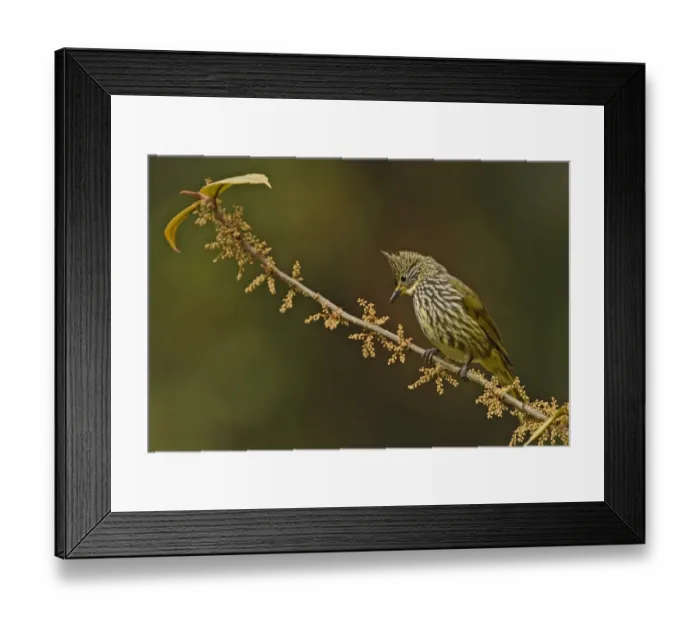 Framed Print : Striated Bulbul (Pycnonotus striatus striatus) adult, perched on twig, Eaglenest Wildlife Sanctuary, Arunachal Pradesh, India, january Framed Print : Striated Bulbul (Pycnonotus striatus striatus) adult, perched on twig, Eaglenest Wildlife Sanctuary, Arunachal Pradesh, India, january