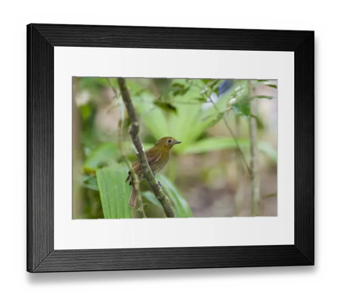 Framed Print : Thrush-like Mourner (Schiffornis turdinus) adult, perched on branch in forest, Peten, Guatemala Framed Print : Thrush-like Mourner (Schiffornis turdinus) adult, perched on branch in forest, Peten, Guatemala