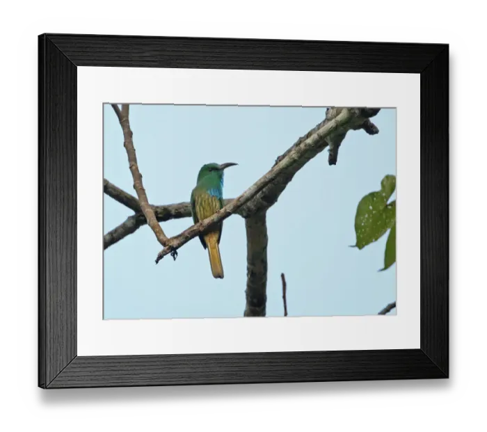 Framed Print : Blue-bearded Bee-eater (Nyctyornis athertoni athertoni) adult, perched on branch, Kaeng Krachan N. P. Thailand, november Framed Print : Blue-bearded Bee-eater (Nyctyornis athertoni athertoni) adult, perched on branch, Kaeng Krachan N. P. Thailand, november