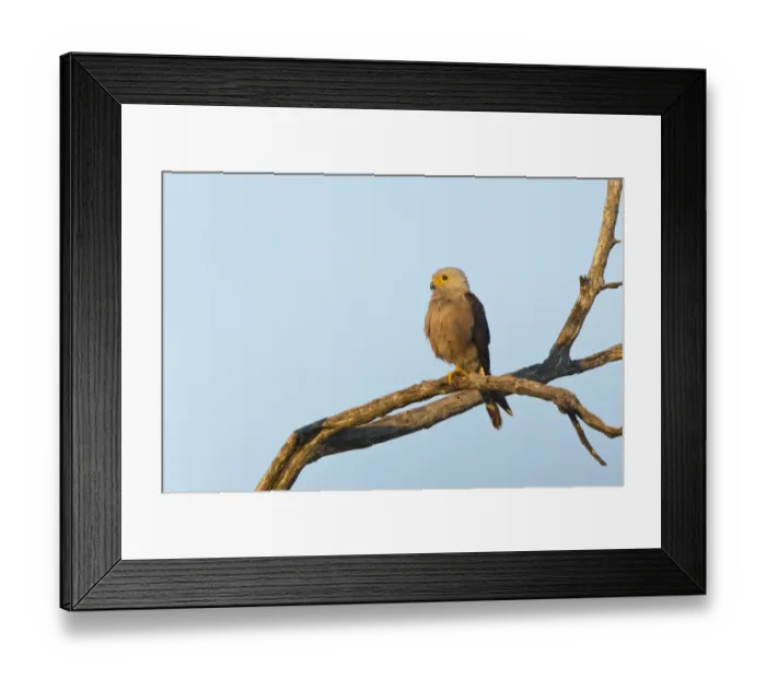 Framed Print : Dickinson's Kestrel (Falco dickinsoni) adult female, perched on branch, Okavango Delta, Botswana Framed Print : Dickinson's Kestrel (Falco dickinsoni) adult female, perched on branch, Okavango Delta, Botswana