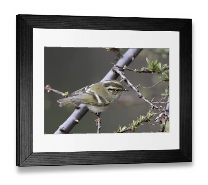 Framed Print : Sichuan Leaf-warbler (Phylloscopus forresti) adult, perched on twig, Yunnan, China, may Framed Print : Sichuan Leaf-warbler (Phylloscopus forresti) adult, perched on twig, Yunnan, China, may