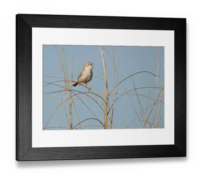 Framed Print : African Desert Warbler (Sylvia deserti) adult, calling, perched on stems, near Erg Chebbi, Morocco, february Framed Print : African Desert Warbler (Sylvia deserti) adult, calling, perched on stems, near Erg Chebbi, Morocco, february