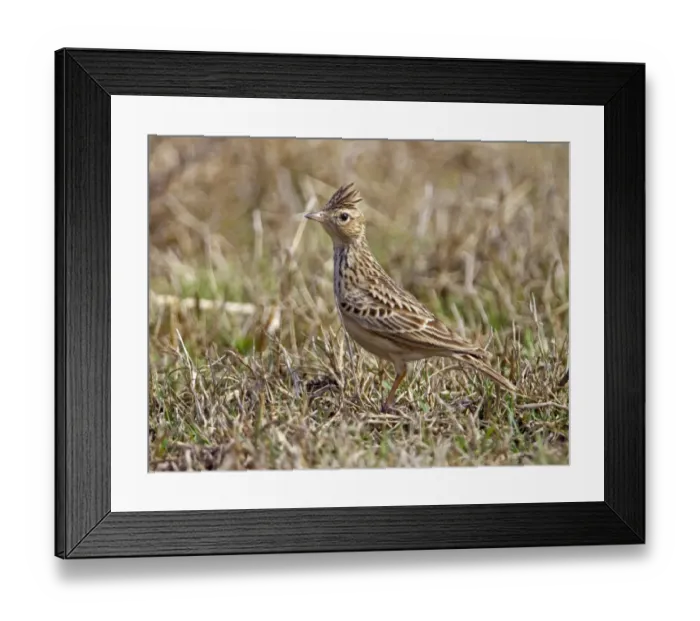 Framed Print : Oriental Skylark (Alauda gulgula) adult, standing on ground, Rajasthan, India, january Framed Print : Oriental Skylark (Alauda gulgula) adult, standing on ground, Rajasthan, India, january